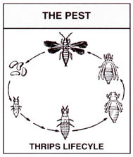 Thrips Lifecycle